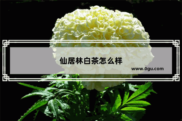 仙居林白茶怎么样