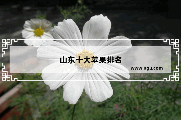 山东十大苹果排名